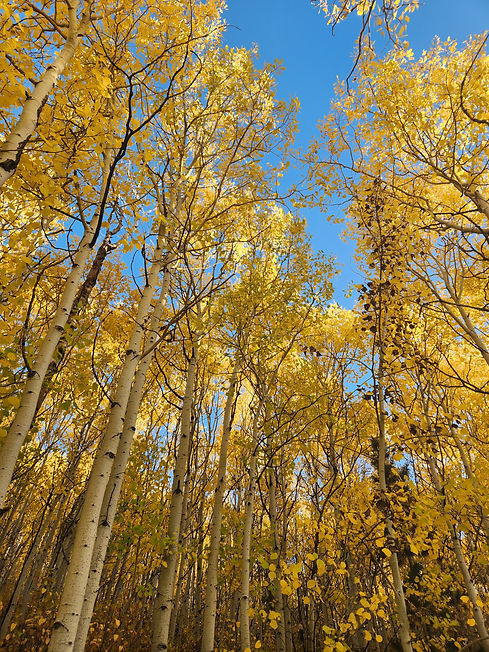 aspens good.jpg