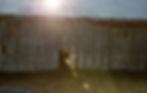 Early Morning Riser: Ewe & Me Farms