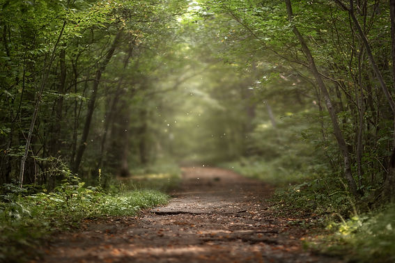 AdobeStock_246303918.jpeg