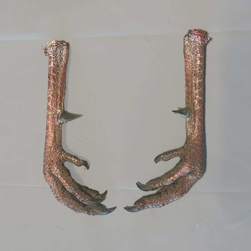 Product: Wild Turkey Feet w/Spur 15/16" - 1" - 1 pair