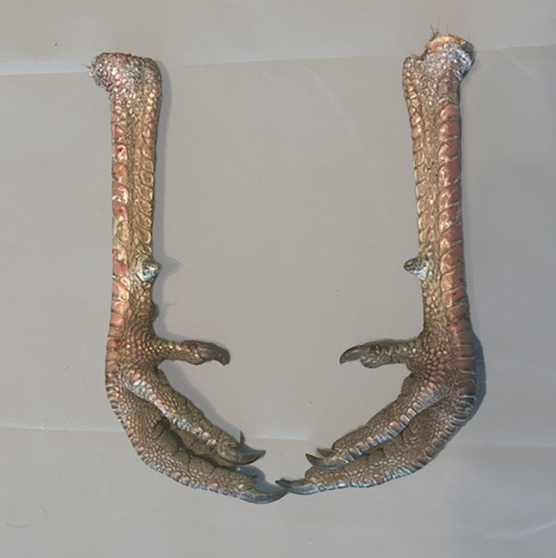 Product: Wild Turkey Feet w/Spur 1/4" - 1/2" - 1 pair