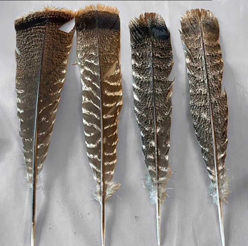 Product: Adult Eastern Wild Turkey Barred Tail Feathers (grade #2) - 1 dozen