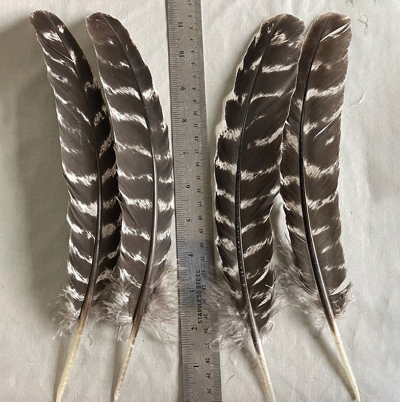Product: Bronze Turkey Medium Secondary Wing Feathers (grade #1) - 1 dozen