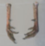 Wild Turkey Feet w/Spur 13/16" - 7/8" - 1 pair