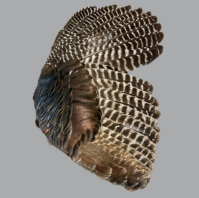 Product: Wild Turkey Hen Whole Wing (grade #1)