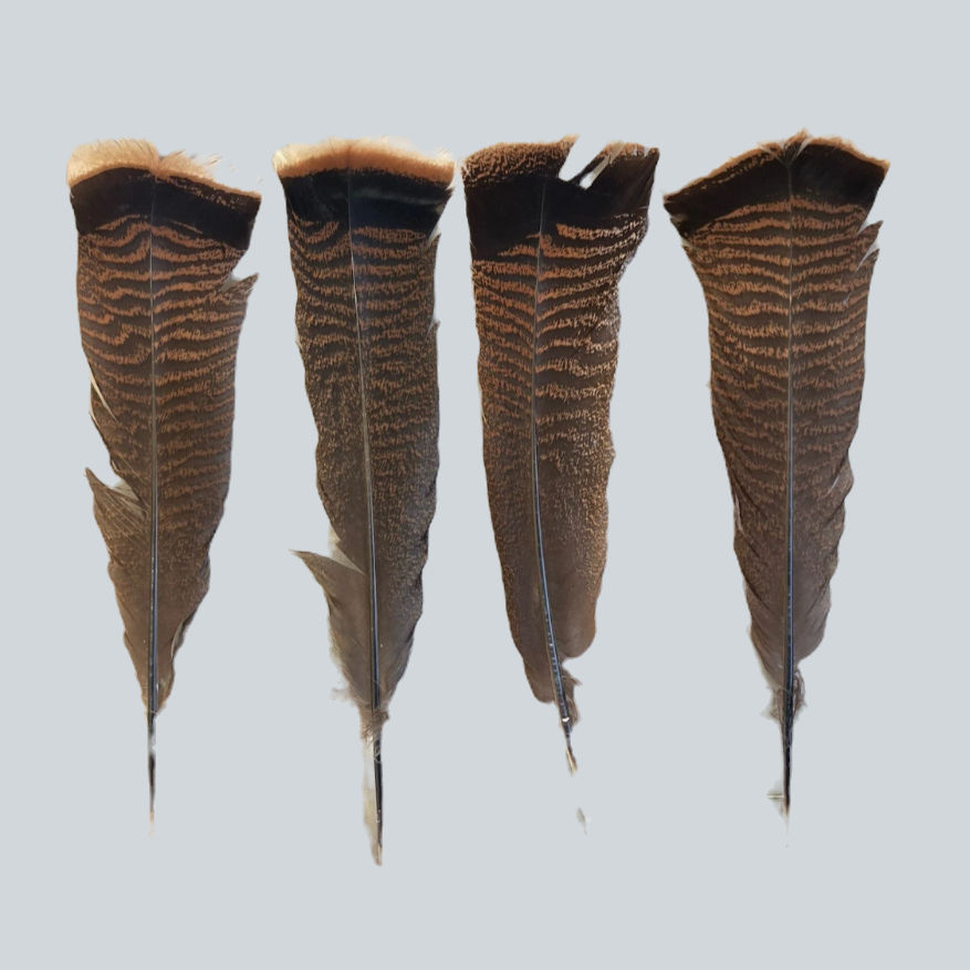 Product:  Adult Rio Grande Wild Turkey Tail Feathers (grade #2) - 1 dozen