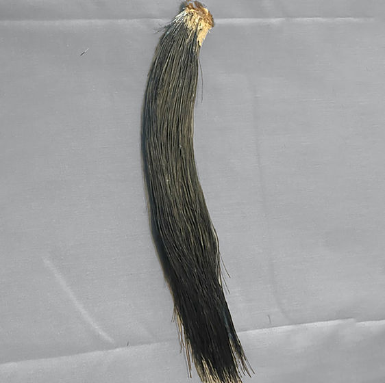 Product: Wild Turkey Beard - (9" - 10")