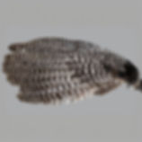 Product:  Adult Wild Turkey Primary Wing (grade #2)