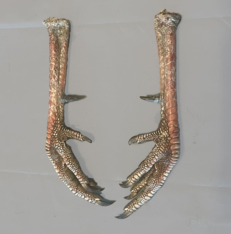 Product: Wild Turkey Feet w/Spur 1 1/16" - 1 1/8" - 1 pair