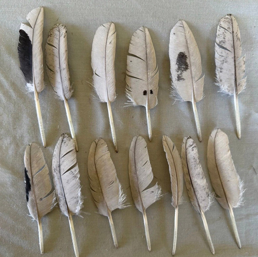 Product:  Blue Slate Turkey Primary Wing Coverts  - 1 dozen