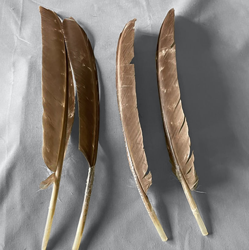 Product:  Chocolate Turkey Primary Wing Feathers (grade #2) - 1 dozen