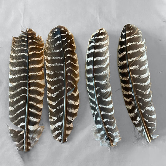 Product:  Adult Wild Turkey Secondary Wing Feathers without Quill (grade #2) - 1 dozen