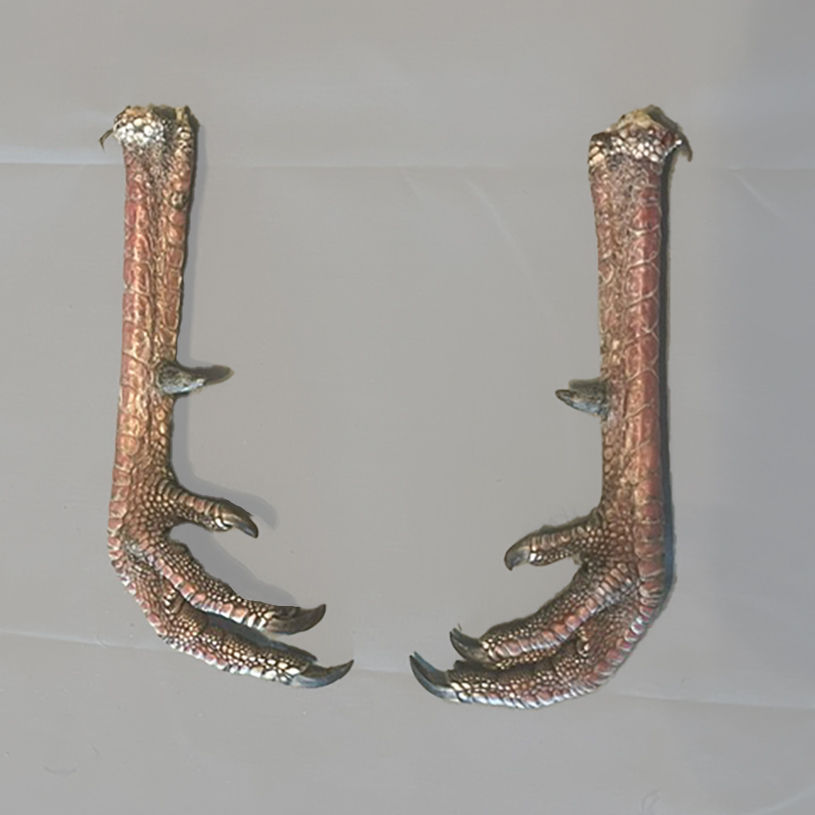 Product: Wild Turkey Feet w/Spur 5/8" - 3/4" - 1 pair