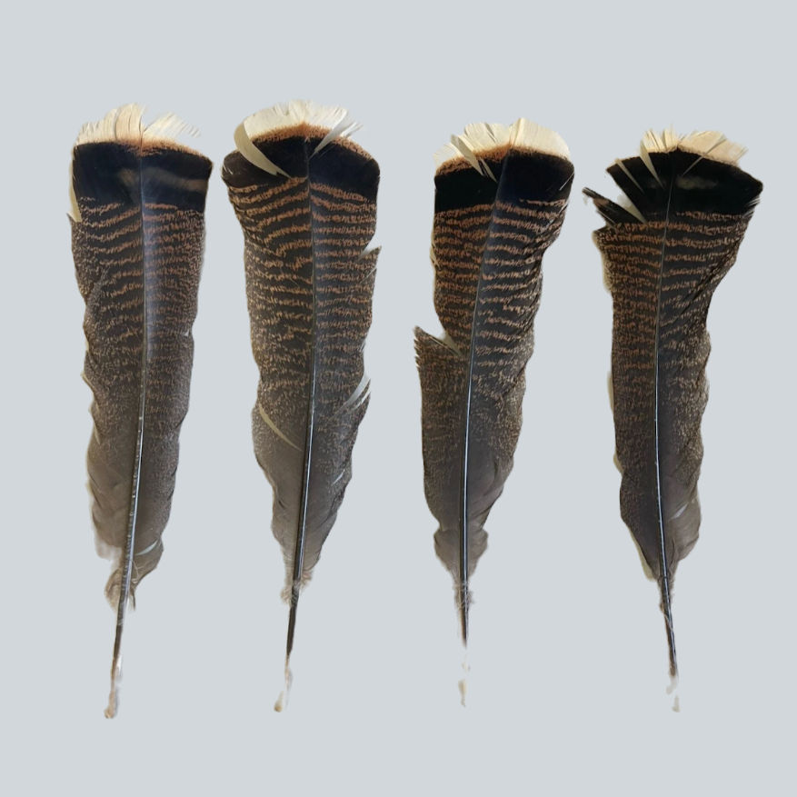 Product:  Adult Merriam’s Wild Turkey Tail Feathers (grade #2) - 1 dozen