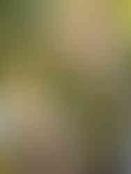 Chicken with Brussels Sprouts, Asparagus, and a Lemon-Gravy Sauce - amanda macgregor