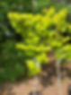 IMG_2082.jpeg