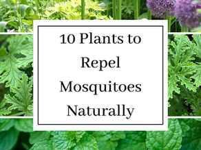 10 Plants to Repel Mosquitoes Naturally