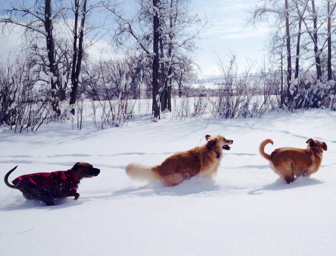 Boulder Doggie Adventures