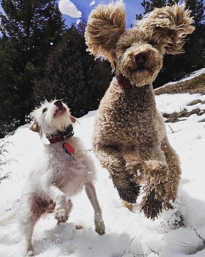 Boulder Doggie Adventures