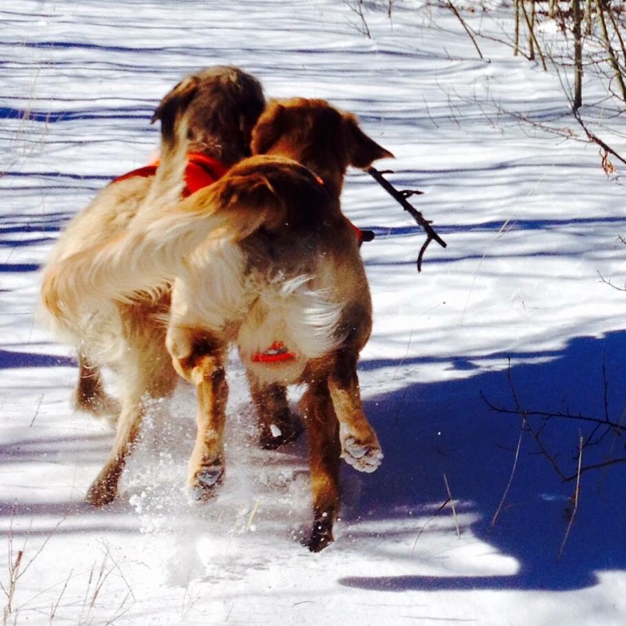 Boulder Doggie Adventures