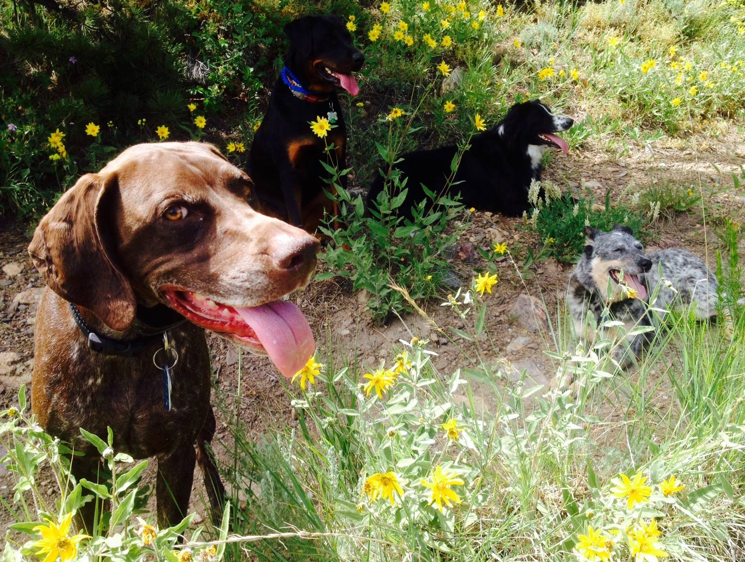 Boulder Doggie Adventures