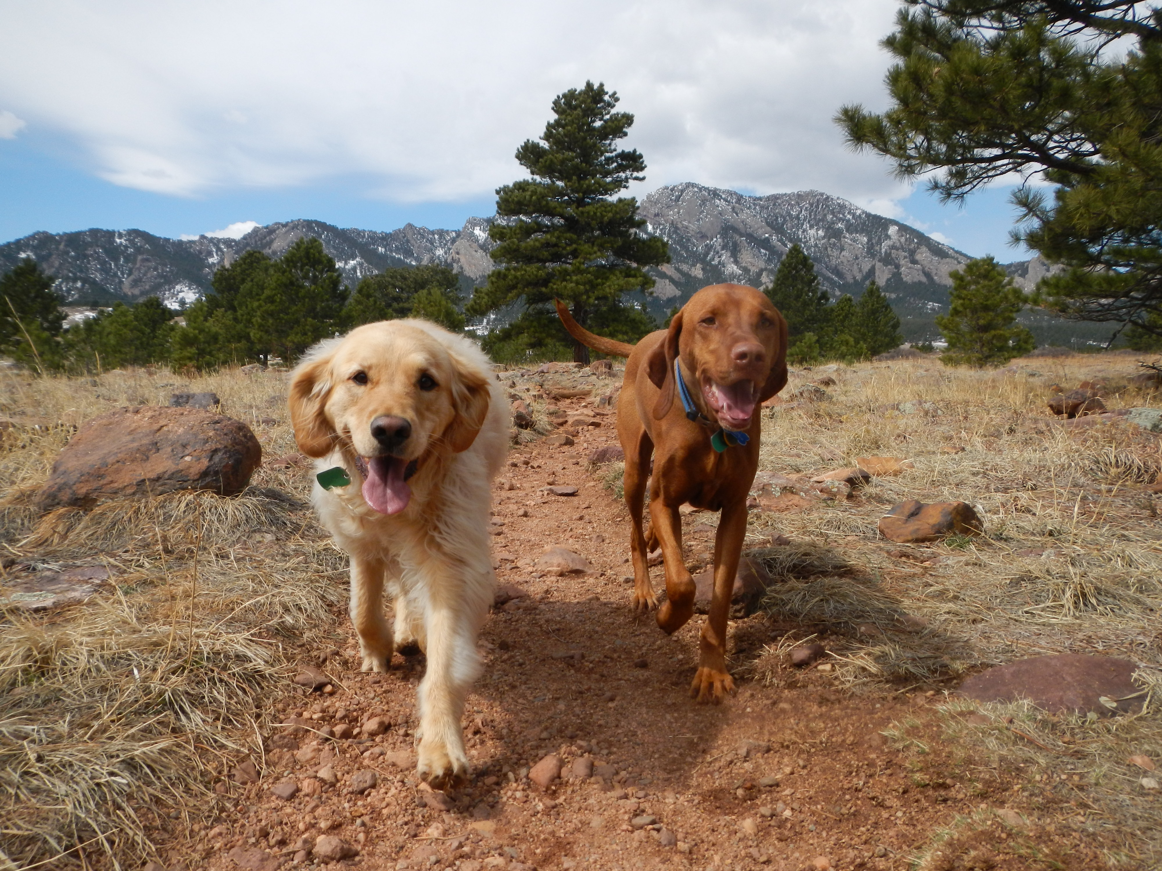 Boulder Doggie Adventures