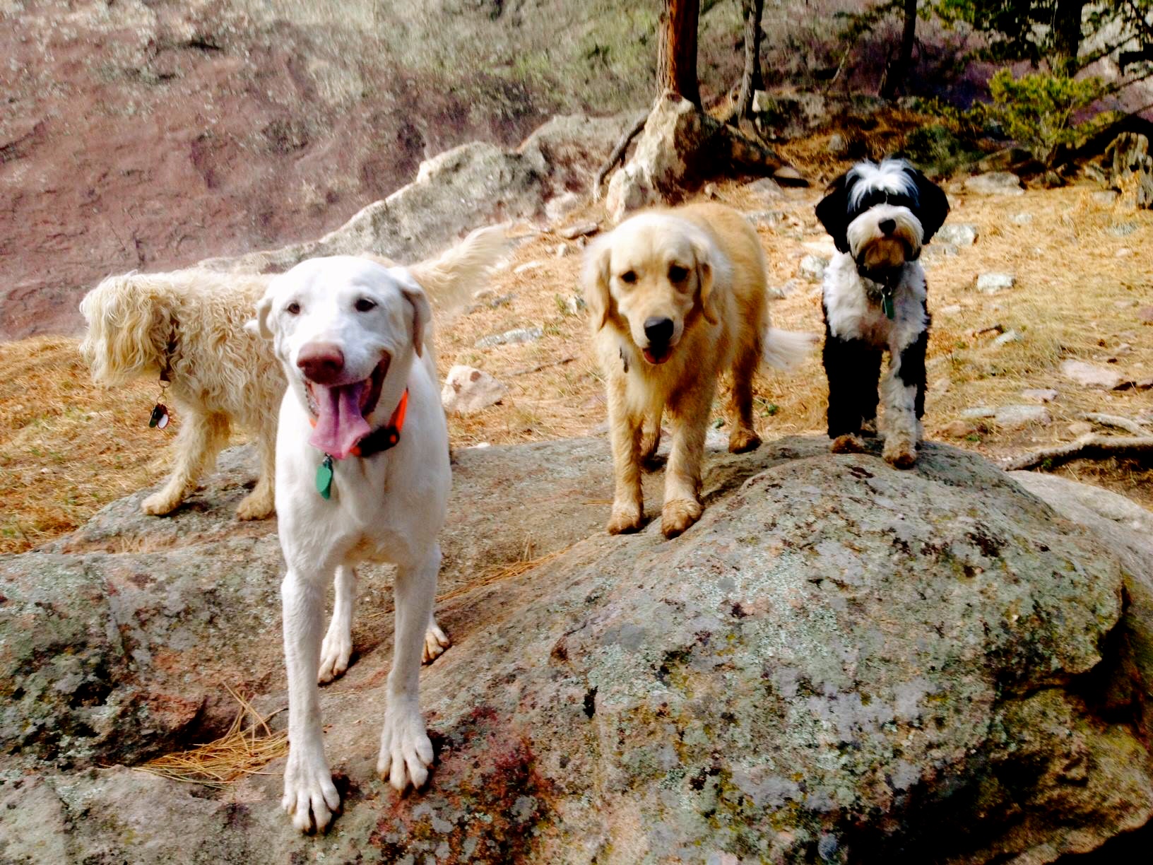 Boulder Doggie Adventures