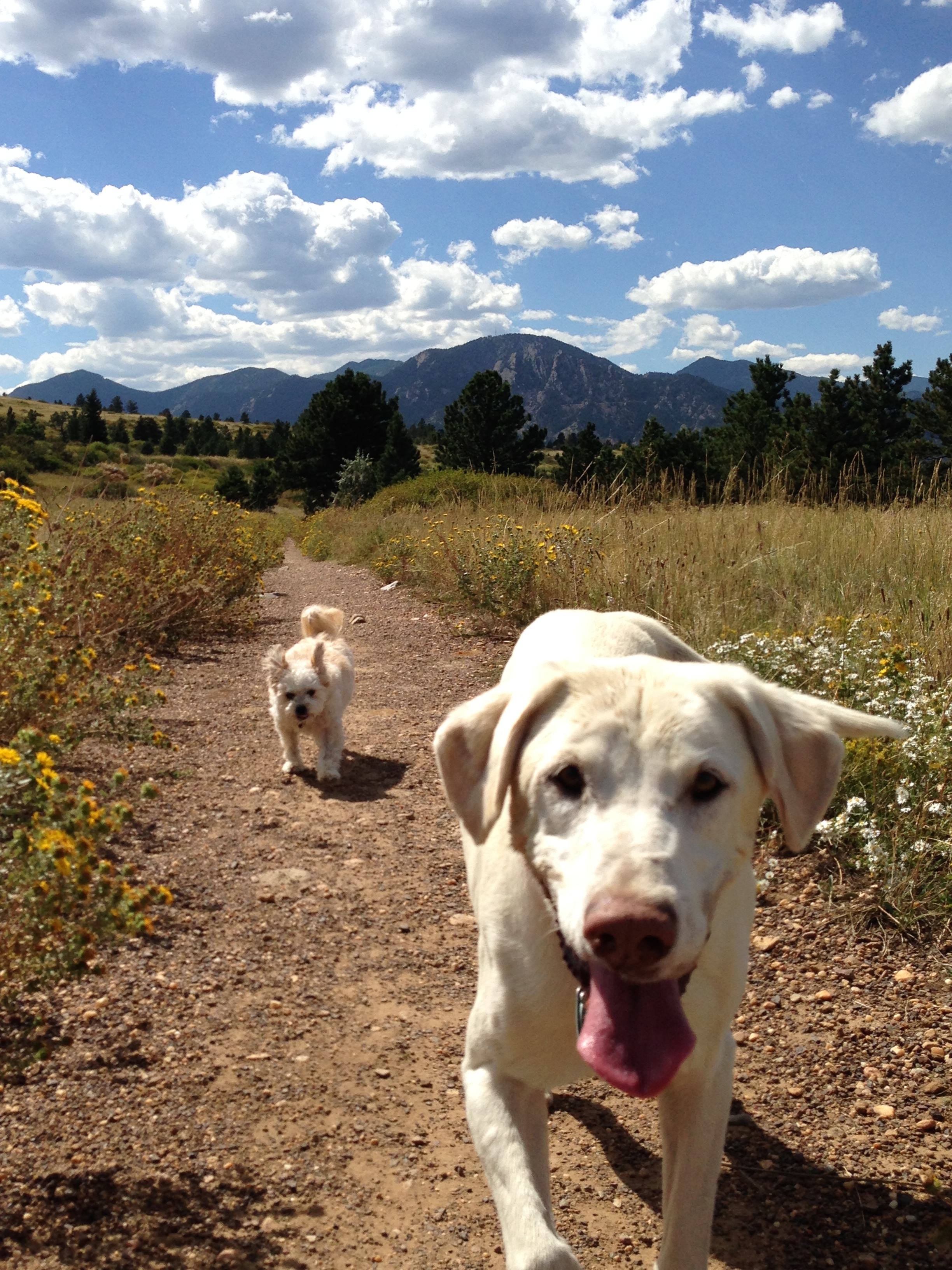 Boulder Doggie Adventures