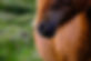  Caballo relajado en Cavalls Wakan