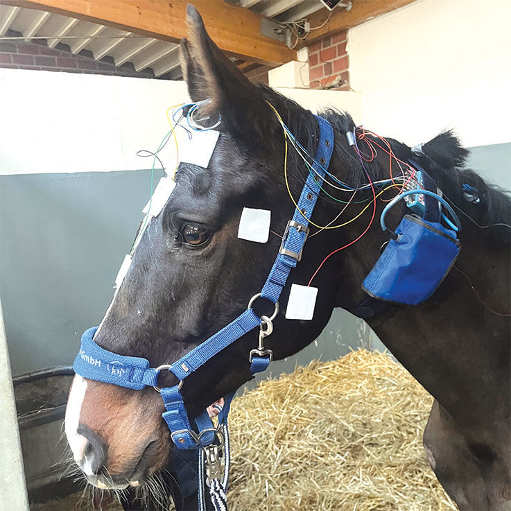 caballo con sensores