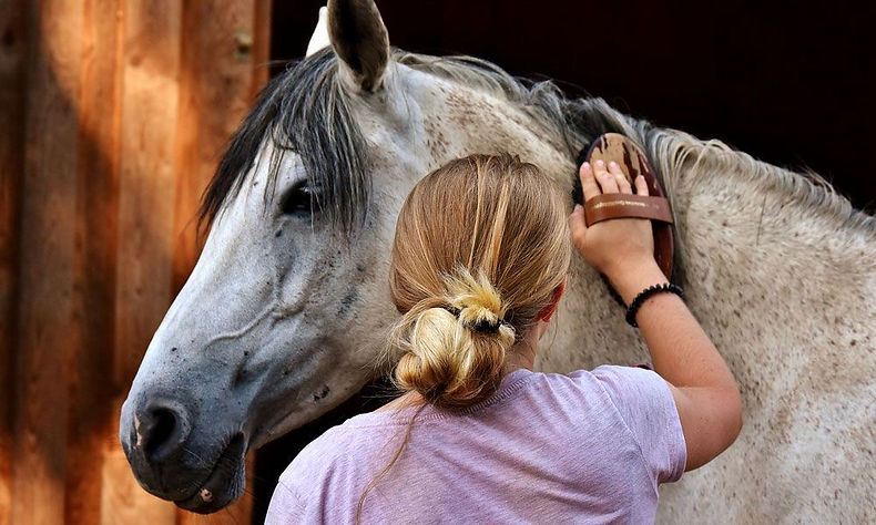 cepillando caballo-Cavalls Wakan.jpeg