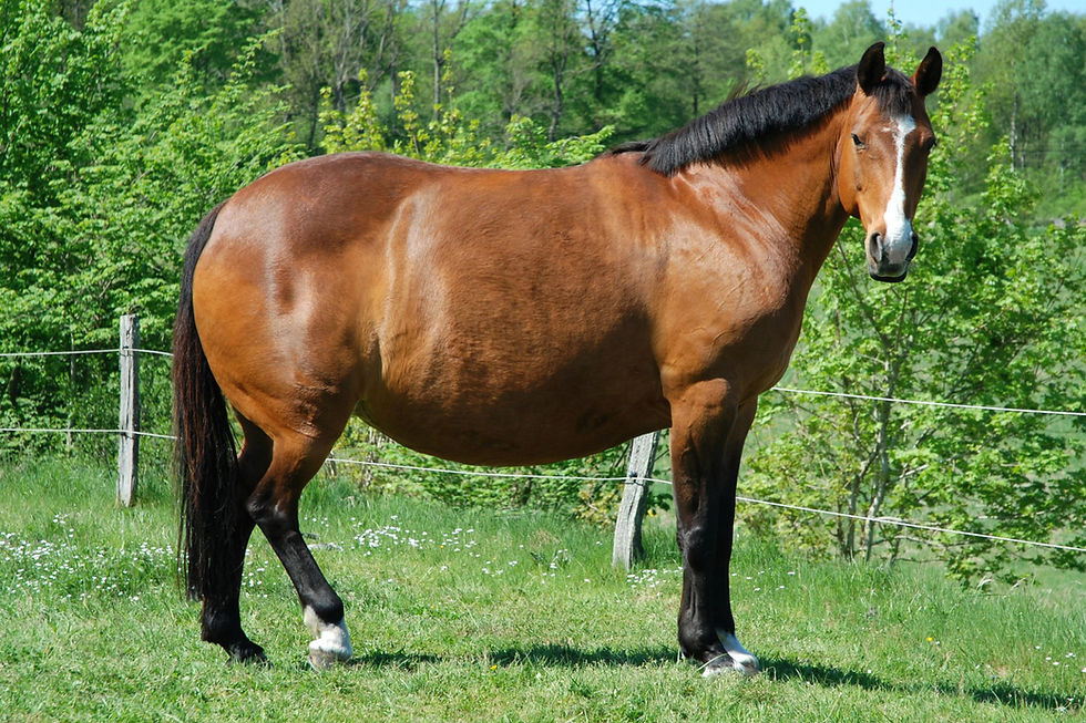 Caballo obeso