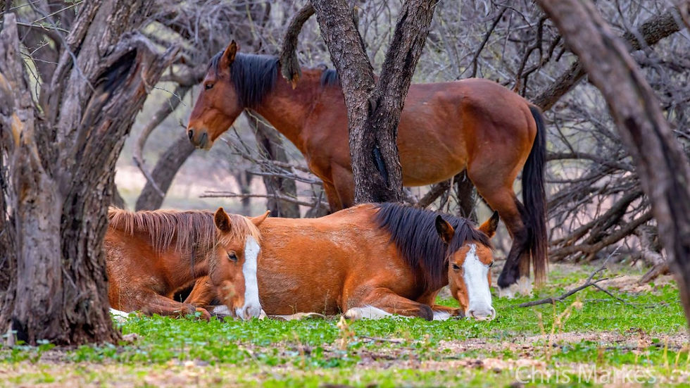 caballos reposando bajo los arboles