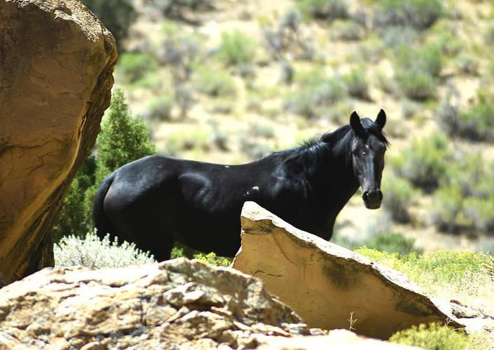 Caballo junto a rocas