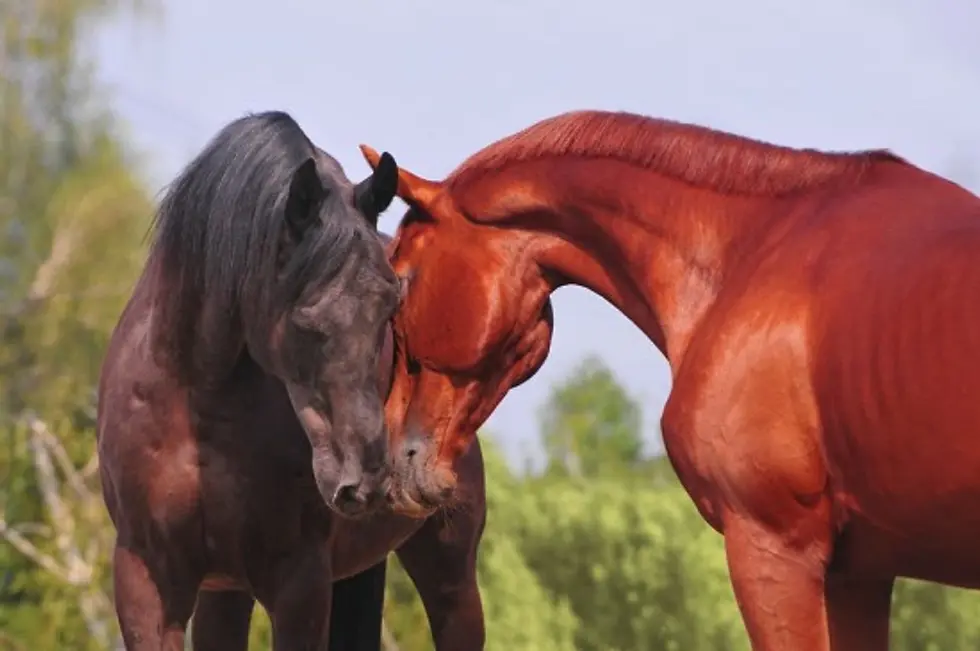 caballos morro con morro