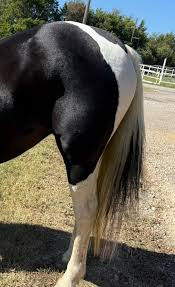 cola relajada en un caballo