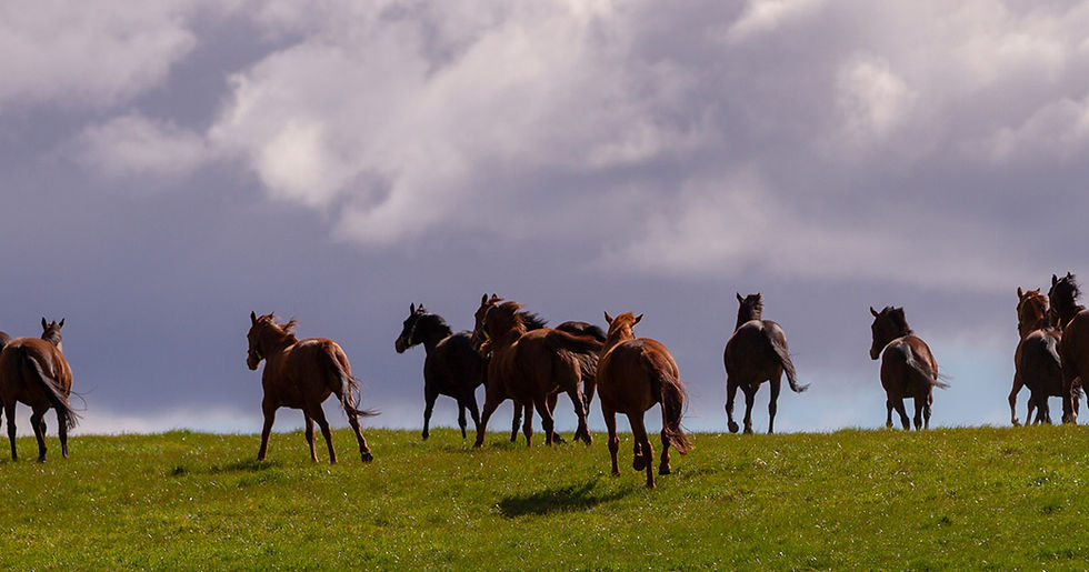 Manada de caballos en movimiento