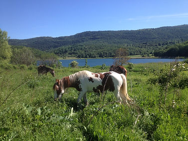 Caballos comiendo verde-Cavalls Wakan.
