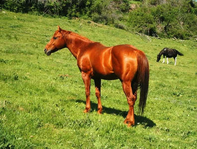 Rusty Iggins Rey, anterior semental Quarter Horse de Cavalls Wakan