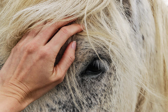 mano acariciando caballo