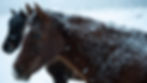Horses with snow