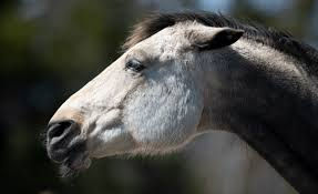caballo con orejas aplanadas atras