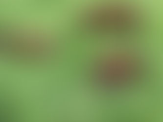 The retirement of the horse.