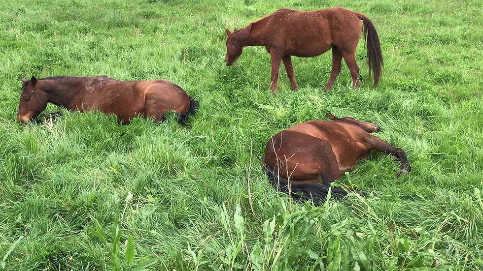 Caballos en libertad en Cavalls Wakan