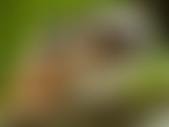 Así se celebra este sábado el Día del Tití en el Atlántico