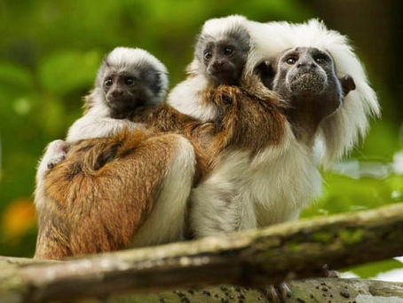 Así se celebra este sábado el Día del Tití en el Atlántico