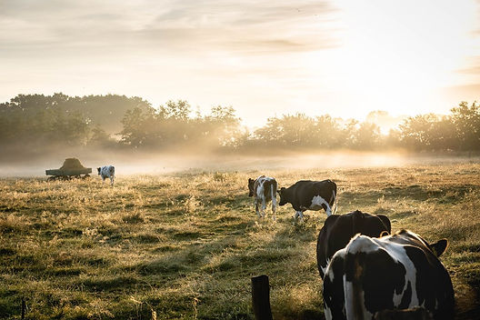 cows in field.jpeg