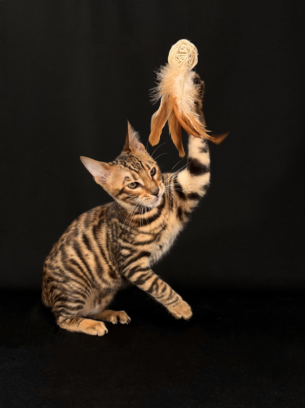 A toyger playing with a toy
