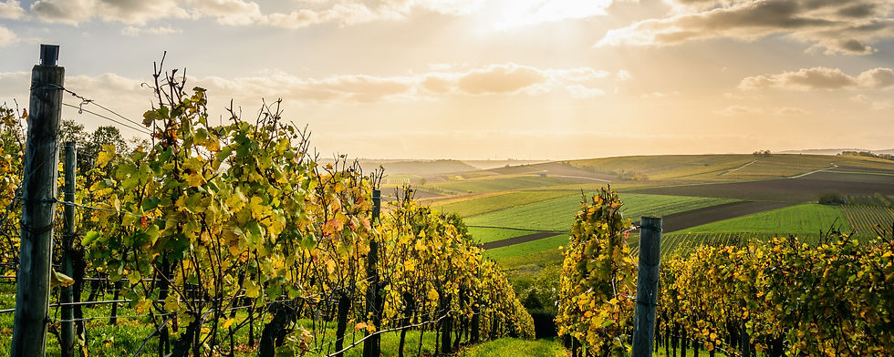 vineyard-crop.jpg