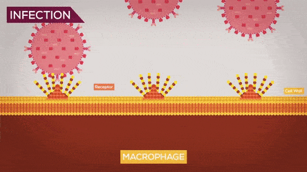 ImmaterialWarpedKodiakbear-max-1mb.gif